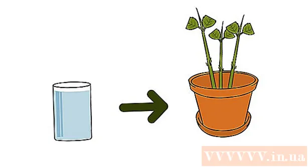Si të rritni lulebore me prerje