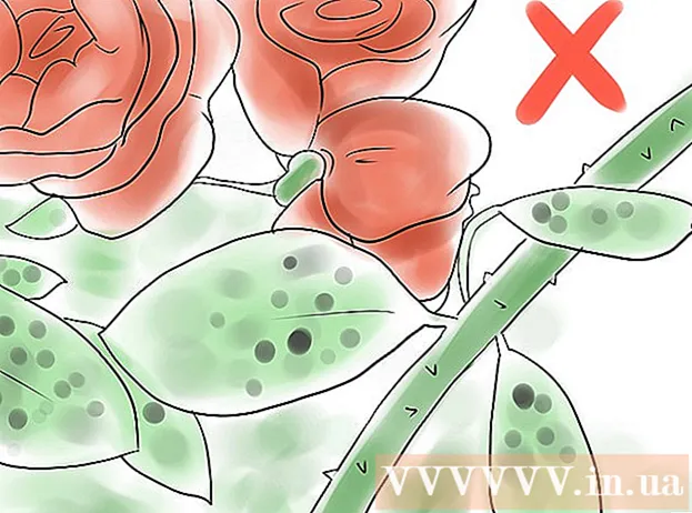 דרכים לשתול ורדים