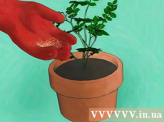 種子からバラを育てる方法