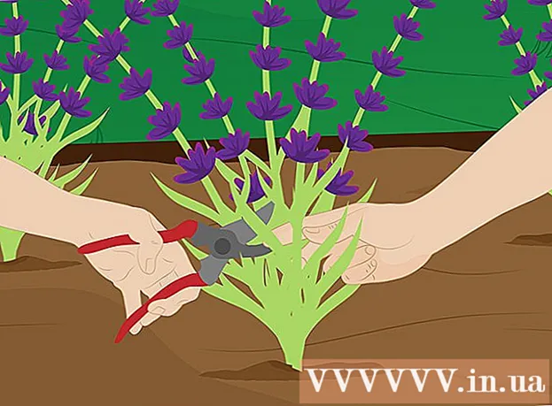 Tapoja istuttaa laventeli