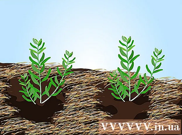 Πώς να καλλιεργήσετε λεβάντα από σπόρους