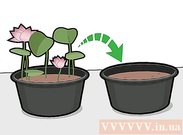 Hoe Lotus te planten