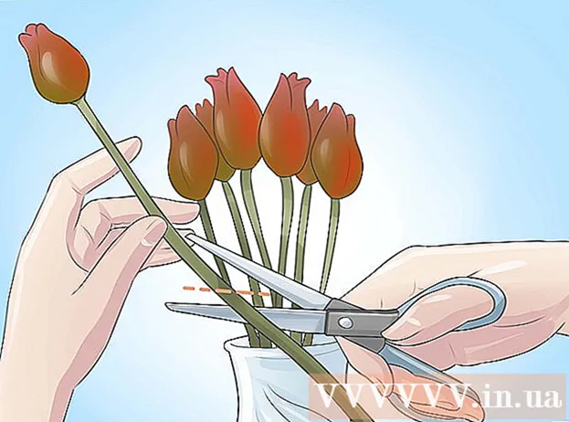 Cara Menanam Tulip