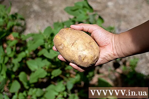 감자 재배 방법