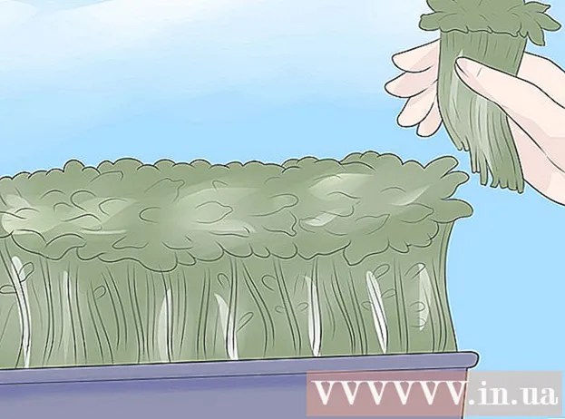 Hvordan plante frøspirer