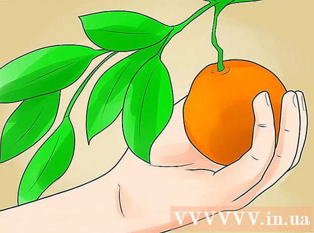 نحوه کاشت درخت نارنج