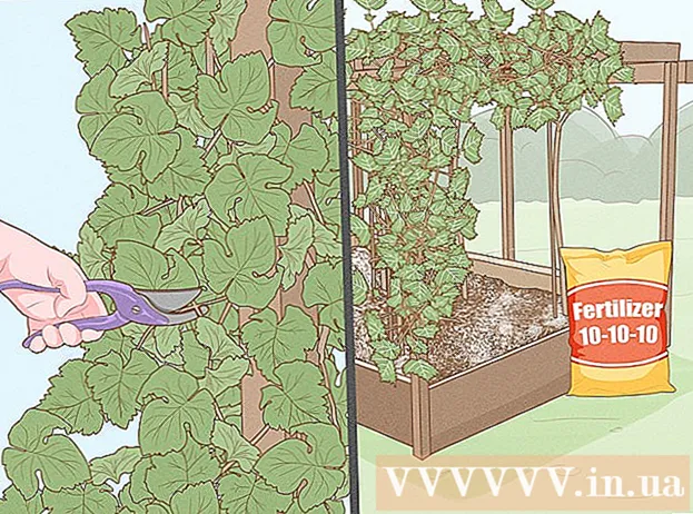 Kaip auginti vynuoges su sėklomis