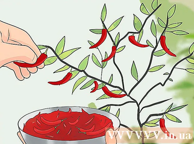 Maneras de cultivar chile
