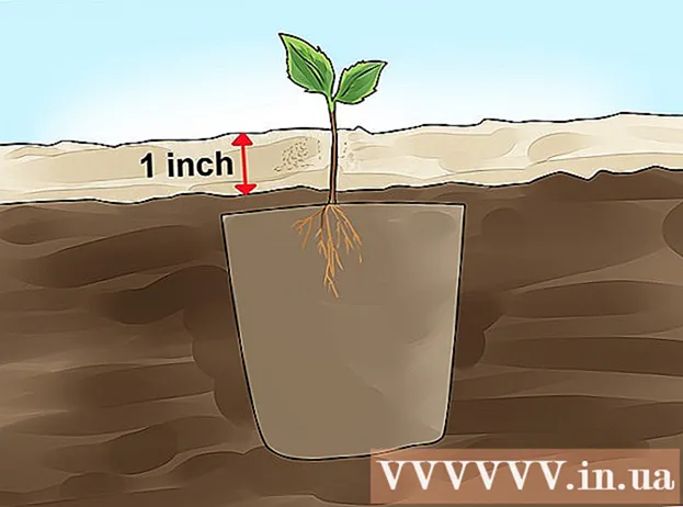 كيف ينمو التفاح من البذور