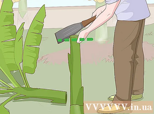 Hvordan plante og ta vare på et banantre