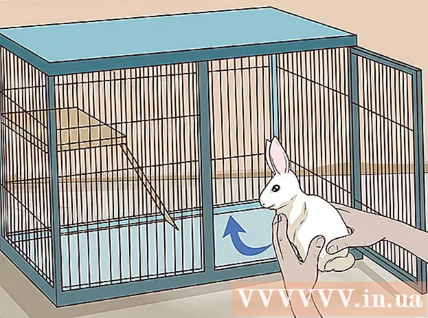 Möglichkeiten zum Kuscheln mit Kaninchen
