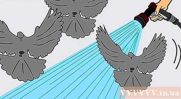 How to chase the pigeons
