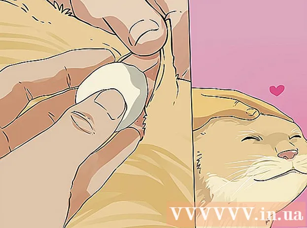 고양이 귀를 청소하는 방법