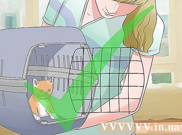 비행기로 고양이를 수송하는 방법