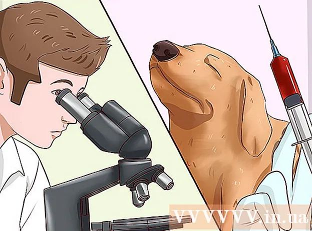 Modalități de identificare a diferitelor tipuri de viermi la câini