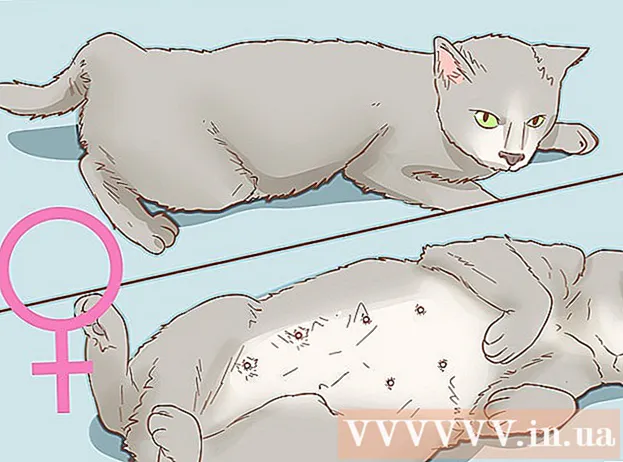 Manieren om het geslacht van uw kat te bepalen