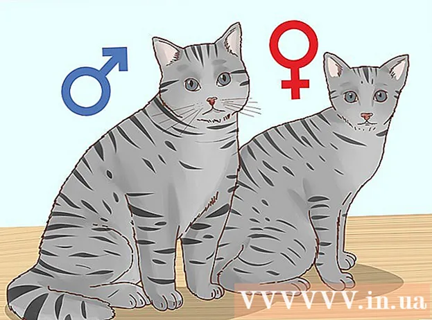 Шляхи до сексу кошенят