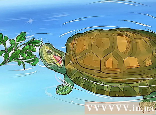 Como identificar comida de tartaruga