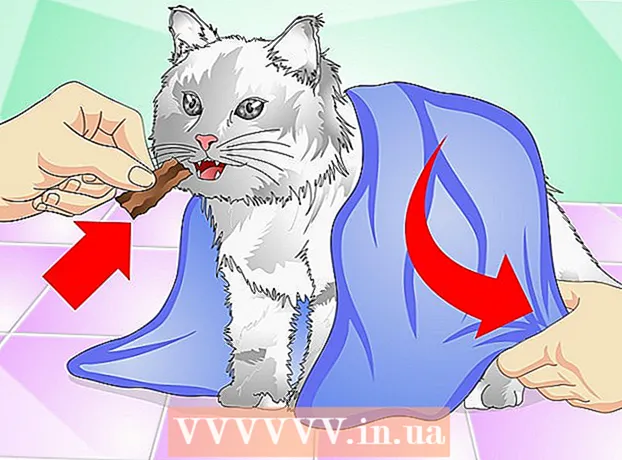 بلیوں کو مائع ادویات دینے کا طریقہ
