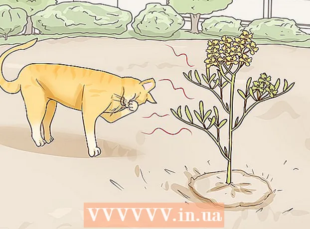 Как да предпазите котките от градината си