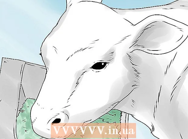 Come mantenere una mucca da latte?
