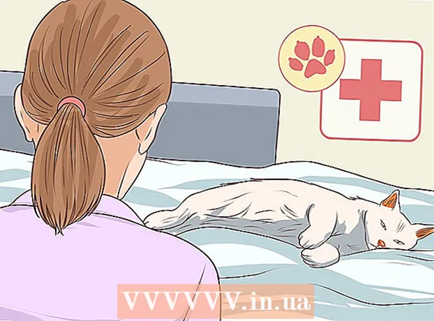 Hur man diagnostiserar och behandlar bakteriella hudinfektioner hos katter