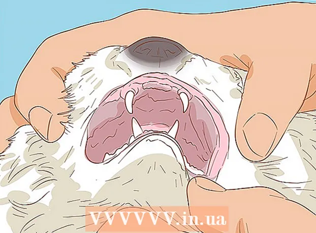 Jak diagnozować i leczyć owrzodzenie jamy ustnej u kotów