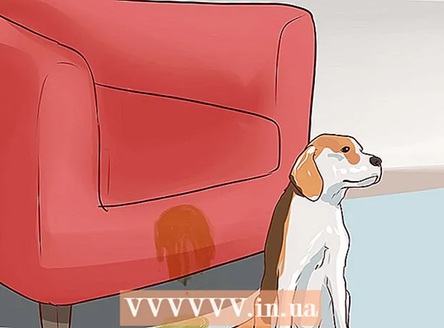 Cum să antrenezi beagles