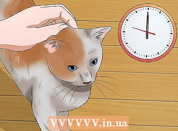 如何抚摸非常紧张的猫
