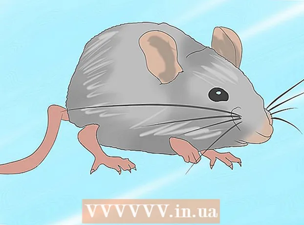 How to humanely kill a rodent
