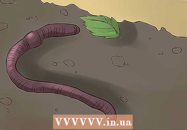 Hoe wormen te voeren op een wormenboerderij?