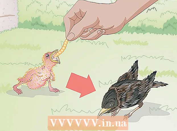 جنگلی مرغیوں کو کھانا کھلانے کا طریقہ