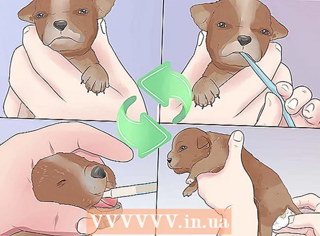 Ako nakŕmiť šteňa šmýkačkou