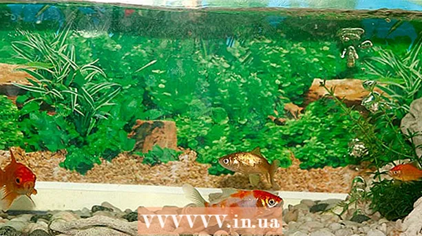 How to creatively decorate your freshwater fish tank
