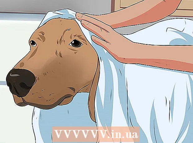 Cómo bañar a una perra preñada
