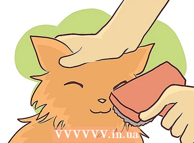 چگونه می توانید گربه مو کوتاه انگلیسی خود را حمام کنید