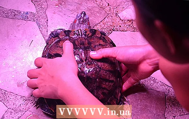 Ako kúpať korytnačku