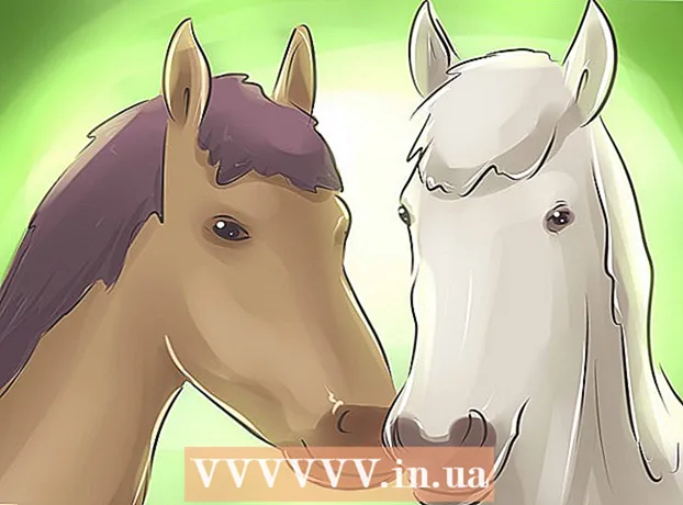 Kuinka ostaa hevonen