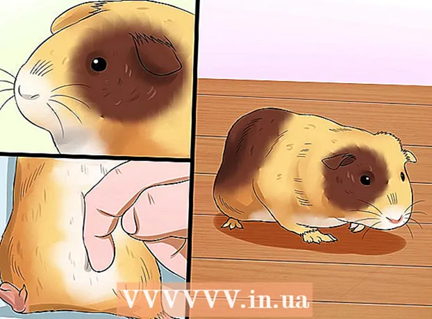 How to buy a guinea pig