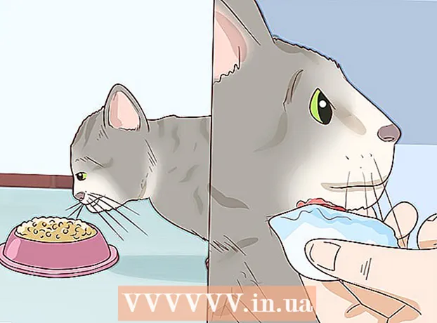 Como tratar acne em gatos