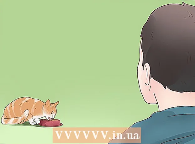 Cómo tratar la epilepsia en gatos