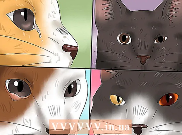 बिल्लियों में नेत्रश्लेष्मलाशोथ का इलाज कैसे करें