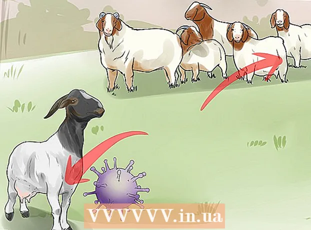 Як лікувати мастит у кози