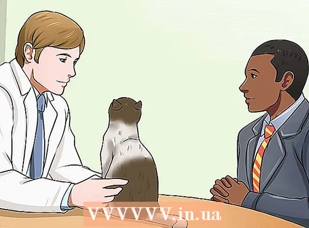 Comment traiter la lithiase urinaire chez le chat