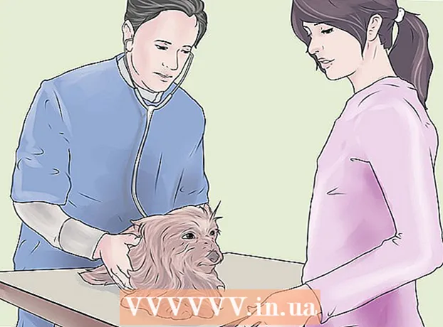 Si të trajtoni infeksionet e veshit tek qentë