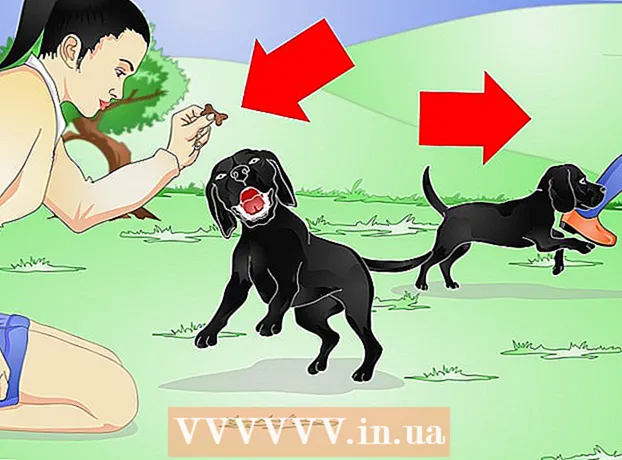 Hoe u uw Labrador Retriever kunt trainen