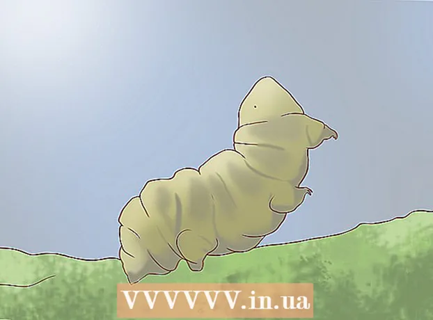 কিভাবে একটি tardigrade (জল ভালুক) খুঁজে এবং যত্ন
