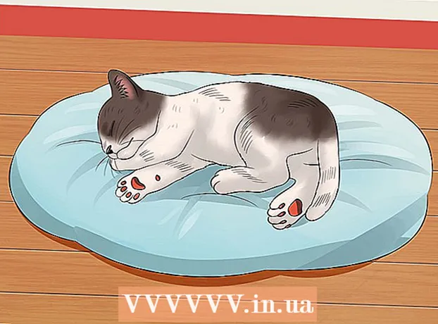 How to teach a kitten to be calm and relaxed