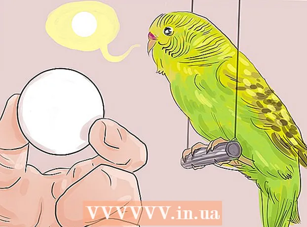 Bir papağana konuşmayı öğretmek nasıl