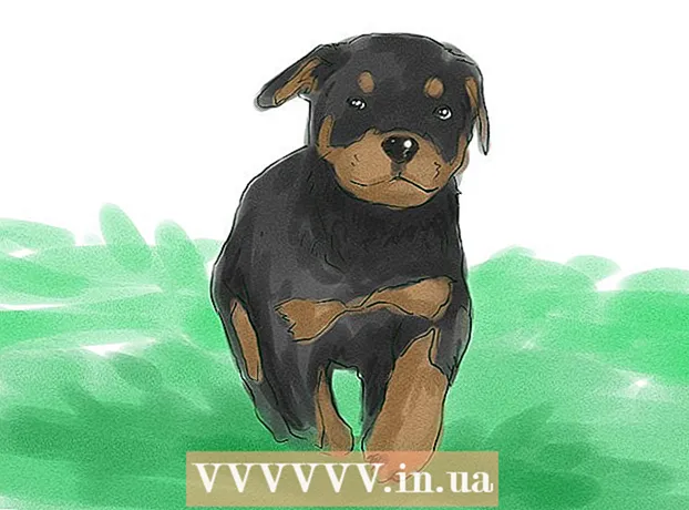 Jak nauczyć szczeniaka Rottweilera wykonywania prostych poleceń?